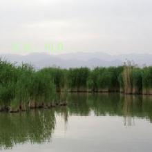 ź